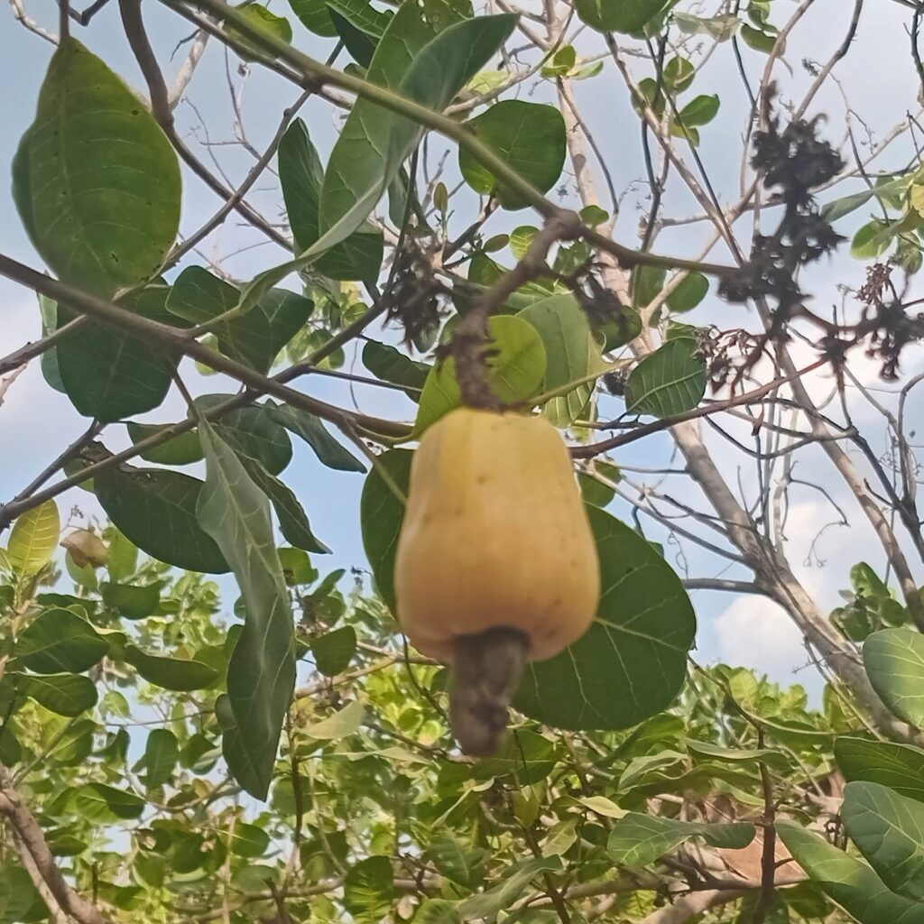 Pomme de cajou et sa noix sur un anacardier